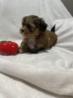 Benny *toy, a male Morkie for sale in Naperville, IL – Photo 4 of 10