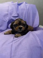 Benny *toy, a male Shih Tzu and Yorkshire Terrier for sale in Naperville, IL – Photo 3 of 8