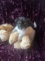 Maui, a male Shih Tzu and Yorkshire Terrier for sale in Naperville, IL – Photo 5 of 8