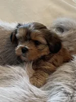 Benny *toy, a male Morkie for sale in Naperville, IL – Photo 1 of 10