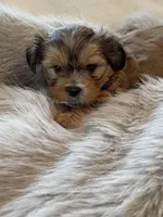 Benny *toy, a male Morkie for sale in Naperville, IL – Photo 8 of 10