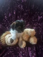 Maui, a male Shih Tzu and Yorkshire Terrier for sale in Naperville, IL – Photo 3 of 8