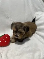 Benny *toy, a male Morkie for sale in Naperville, IL – Photo 7 of 10