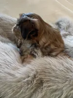 Benny *toy, a male Morkie for sale in Naperville, IL – Photo 9 of 10