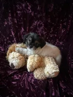 Maui, a male Shih Tzu and Yorkshire Terrier for sale in Naperville, IL – Photo 1 of 8