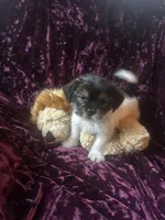 Maui, a male Shih Tzu and Yorkshire Terrier for sale in Naperville, IL – Photo 2 of 8