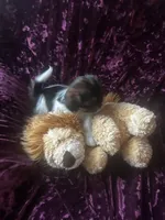 Maui, a male Shih Tzu and Yorkshire Terrier for sale in Naperville, IL – Photo 4 of 8