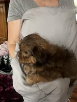 Steve, a male Shih Tzu and Yorkshire Terrier for sale in Naperville, IL – Photo 2 of 3