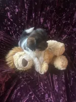 Maui, a male Shih Tzu and Yorkshire Terrier for sale in Naperville, IL – Photo 7 of 8