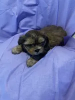 Benny *toy, a male Shih Tzu and Yorkshire Terrier for sale in Naperville, IL – Photo 8 of 8