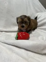 Benny *toy, a male Morkie for sale in Naperville, IL – Photo 6 of 10