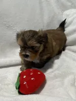 Benny *toy, a male Morkie for sale in Naperville, IL – Photo 3 of 10