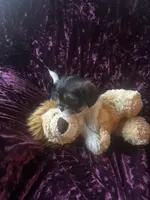 Maui, a male Shih Tzu and Yorkshire Terrier for sale in Naperville, IL – Photo 8 of 8