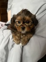 Steve, a male Shih Tzu and Yorkshire Terrier for sale in Naperville, IL – Photo 3 of 3