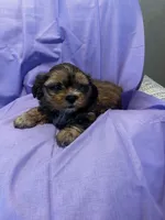Benny *toy, a male Shih Tzu and Yorkshire Terrier for sale in Naperville, IL – Photo 1 of 8