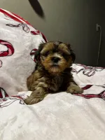 Benny *toy, a male Shih Tzu and Yorkshire Terrier for sale in Naperville, IL – Photo 6 of 8