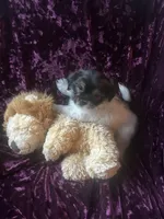 Maui, a male Shih Tzu and Yorkshire Terrier for sale in Naperville, IL – Photo 6 of 8