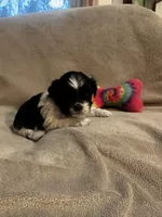 Kitty  * tiny , a female Shih Tzu for sale in Naperville, IL – Photo 2 of 6