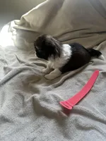 Baby *akc, a female Shih Tzu for sale in Naperville, IL – Photo 5 of 5