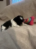 Kitty  * tiny , a female Shih Tzu for sale in Naperville, IL – Photo 4 of 6