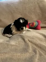 Kitty  * tiny , a female Shih Tzu for sale in Naperville, IL – Photo 3 of 6