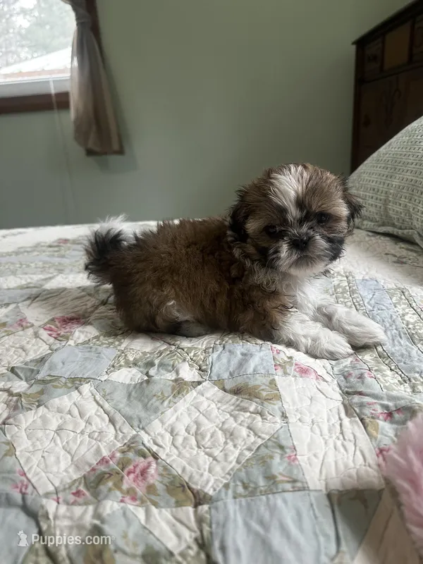 Baby *akc – Shih Tzu puppy for sale in Naperville, IL