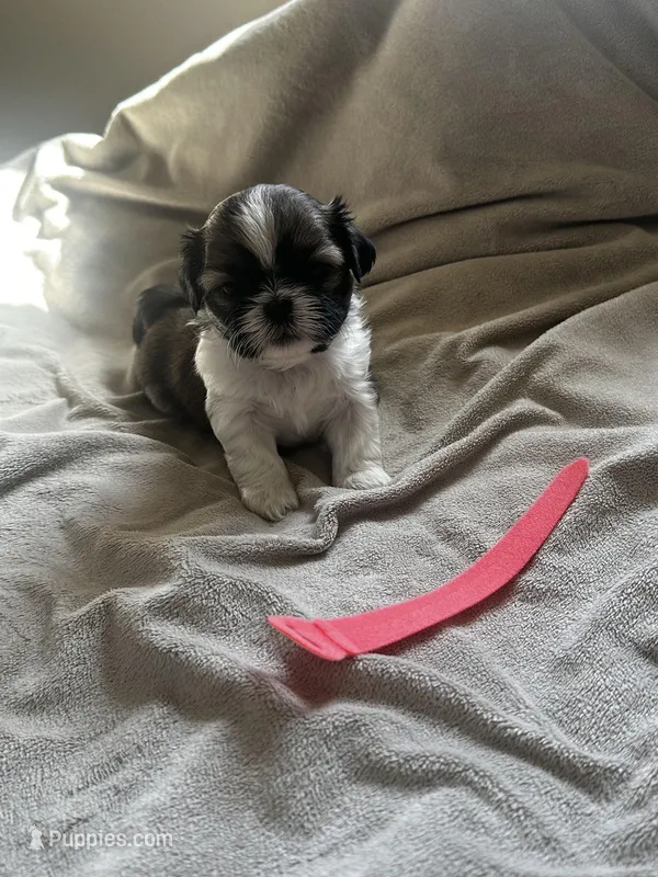 Baby *akc – Shih Tzu puppy for sale in Naperville, IL