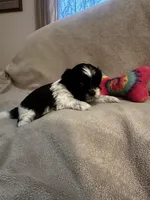 Kitty  * tiny , a female Shih Tzu for sale in Naperville, IL – Photo 5 of 6