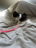 Baby *akc, a female Shih Tzu for sale in Naperville, IL – Photo 3 of 5