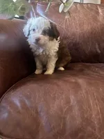 Lilly blue eyes , a female Miniature Aussiedoodle for sale in Naperville, IL – Photo 4 of 6