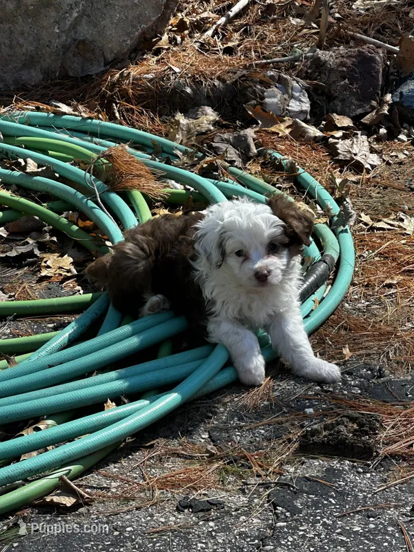 Lilly blue eyes  – Miniature Aussiedoodle puppy for sale in Naperville, IL