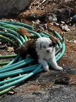 Lilly blue eyes , a female Miniature Aussiedoodle for sale in Naperville, IL – Photo 1 of 6