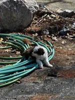 Lilly blue eyes , a female Miniature Aussiedoodle for sale in Naperville, IL – Photo 6 of 6