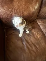 Lilly blue eyes , a female Miniature Aussiedoodle for sale in Naperville, IL – Photo 5 of 6