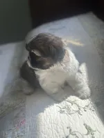 AKC kitty READY MOTHERS DAY, a female Shih Tzu for sale in Naperville, IL – 2 of 6