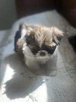 AKC kitty READY MOTHERS DAY, a female Shih Tzu for sale in Naperville, IL – 6 of 6