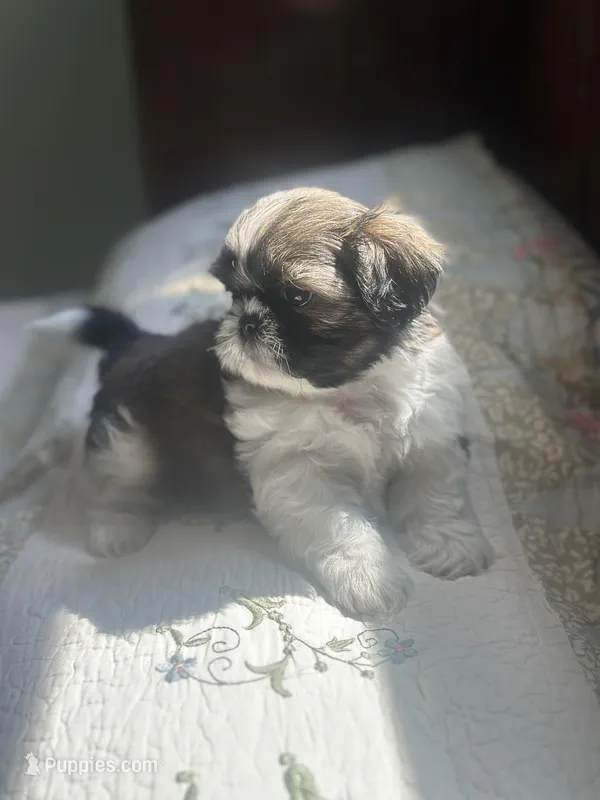 AKC kitty READY MOTHERS DAY – Shih Tzu puppy for sale in Naperville, IL
