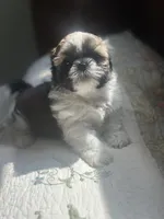 AKC kitty READY MOTHERS DAY, a female Shih Tzu for sale in Naperville, IL – 3 of 6