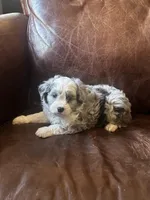 Mr silver *tiny, a male Miniature Aussiedoodle for sale in Naperville, IL – Photo 3 of 10