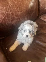 Mr silver *tiny, a male Miniature Aussiedoodle for sale in Naperville, IL – Photo 10 of 10