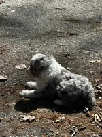 Mr silver *tiny, a male Miniature Aussiedoodle for sale in Naperville, IL – Photo 9 of 10