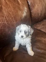 Mr silver *tiny, a male Miniature Aussiedoodle for sale in Naperville, IL – Photo 6 of 10
