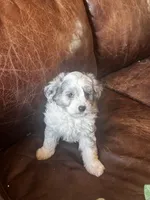 Mr silver *tiny, a male Miniature Aussiedoodle for sale in Naperville, IL – Photo 8 of 10