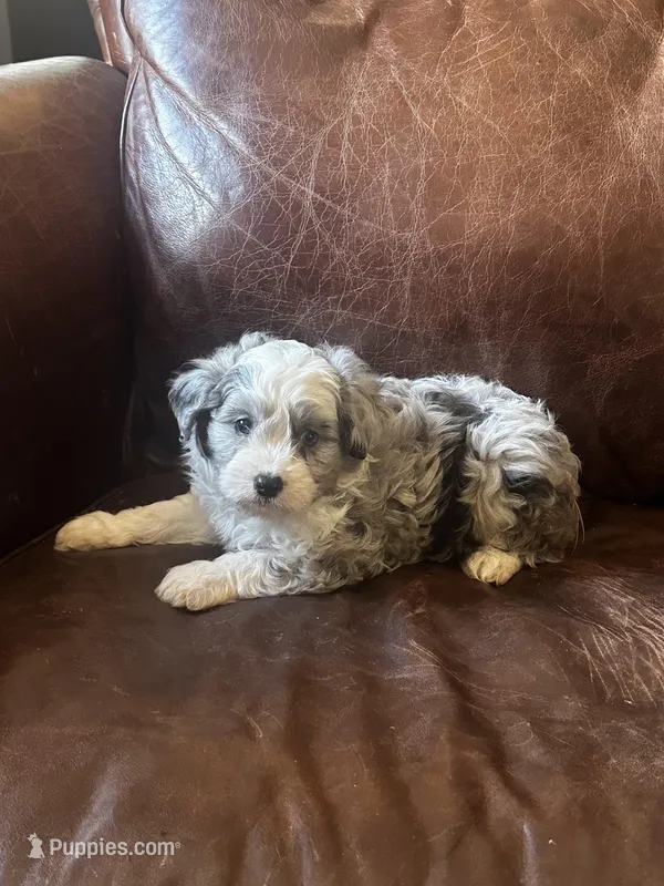 Mr silver *tiny – Miniature Aussiedoodle puppy for sale in Naperville, IL
