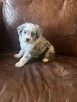 Mr silver *tiny, a male Miniature Aussiedoodle for sale in Naperville, IL – Photo 2 of 10