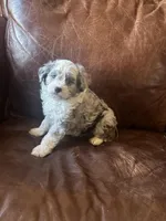 Mr silver *tiny, a male Miniature Aussiedoodle for sale in Naperville, IL – Photo 7 of 10