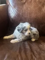 Mr silver *tiny, a male Miniature Aussiedoodle for sale in Naperville, IL – Photo 4 of 10