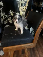 Blue, a male Miniature American Shepherd for sale in Naperville, IL – Photo 6 of 6
