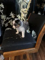 Blue, a male Miniature American Shepherd for sale in Naperville, IL – Photo 4 of 6