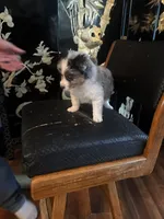 Blue, a male Miniature American Shepherd for sale in Naperville, IL – Photo 3 of 6